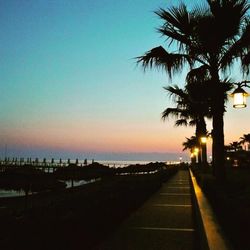 Silhouette of palm trees at night