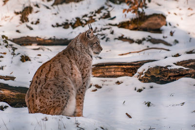 View of an animal on snow covered field