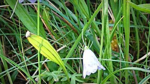 High angle view of white flowers on grass