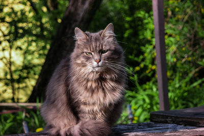 Close-up portrait of cat