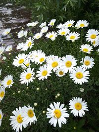 High angle view of daisies blooming on field