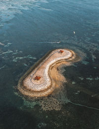 High angle view of animal on beach