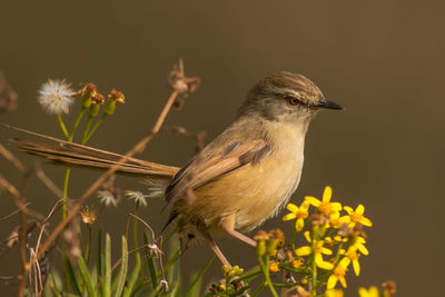 Close-up of bird perching on flower