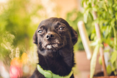 Close-up portrait of a dog