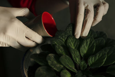 Home gardener watering flower in a pot