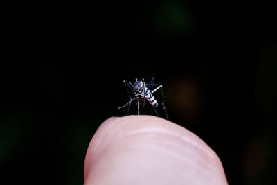 Close-up of hand holding butterfly