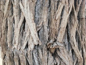 Full frame shot of tree trunk