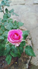 High angle view of pink rose blooming outdoors