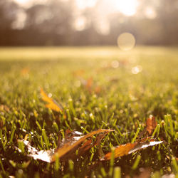 Close-up of wet grass on field