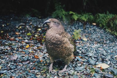 Close-up of bird perching on rock