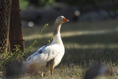 Close-up of bird on field