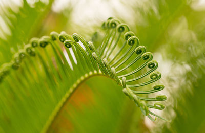 Close-up of fern leaves