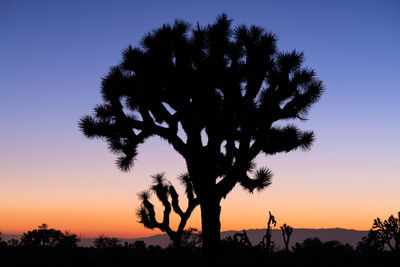 Low angle view of palm tree against sky during sunset