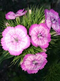 Close-up of flowers blooming outdoors