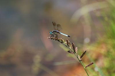 Close-up of insect on flower