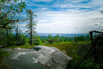 Plants growing on land against sky