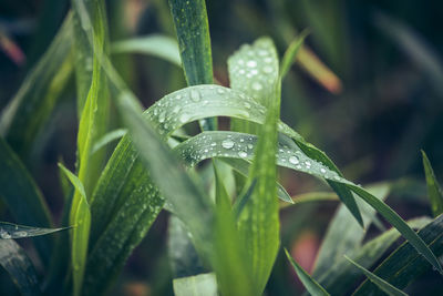 Close-up of plant growing outdoors