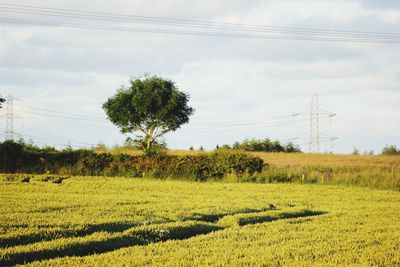 Scenic view of field against sky