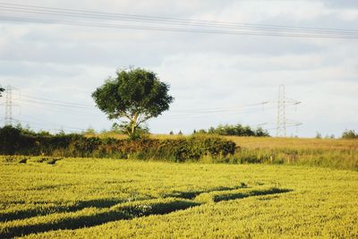 Scenic view of field against sky