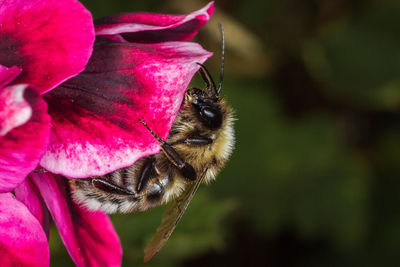 Close-up of bee on pink flower