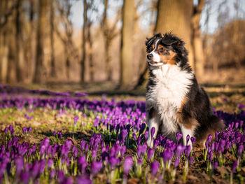 Close-up of a dog on field