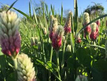 Close-up of flowers growing in field