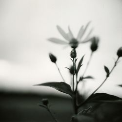 Close-up of flower blooming