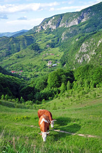 Cow grazing on field