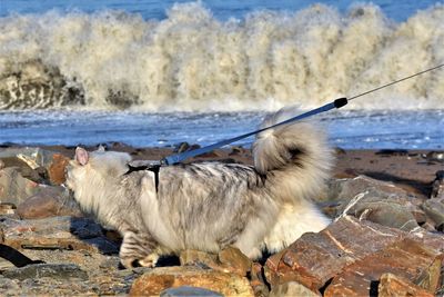 Siberian cat walking on the beach