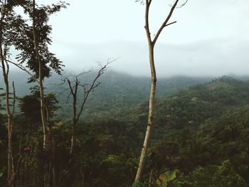 Trees in foggy weather