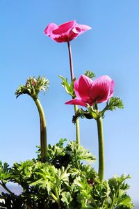 Low angle view of pink rose against sky