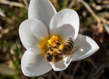 Close-up of bee pollinating flower