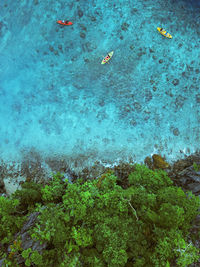 High angle view of coral in sea