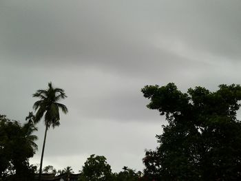 Low angle view of trees against sky