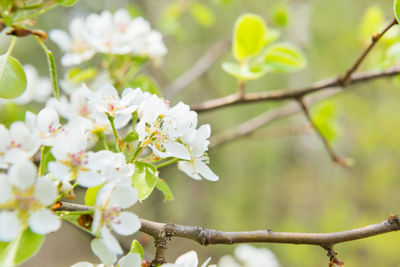 Close-up of white cherry blossoms in spring