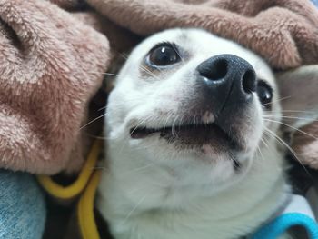 Close-up of dog looking away