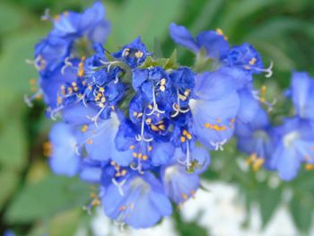 Close-up of purple flowers blooming