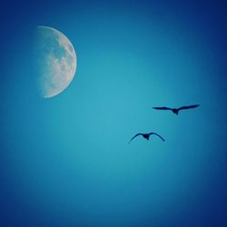 Low angle view of birds flying against blue sky