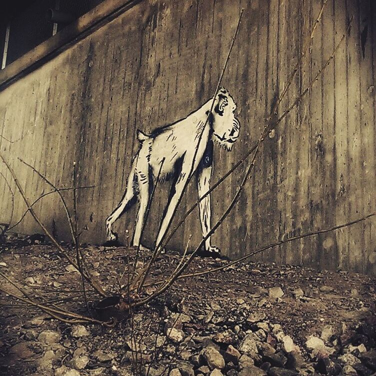 abandoned, wood - material, dry, damaged, obsolete, messy, old, wall - building feature, day, outdoors, no people, deterioration, plant, built structure, broken, wood, nature, leaf, run-down, tree