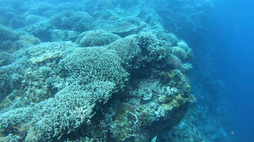 Aerial view of coral swimming underwater