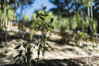 Close-up of plant growing on field