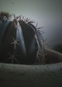 Close-up of plant