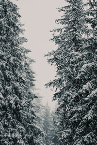 Low angle view of pine trees against sky during winter