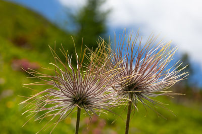 Close-up of wilted plant on field