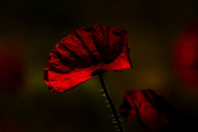 Close-up of red flower against black background