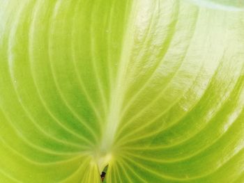 Full frame shot of palm leaves