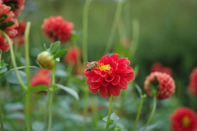 Close-up of insect on red flowering plant