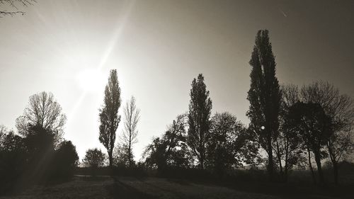 Low angle view of sunlight streaming through trees on field