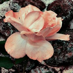 High angle view of pink rose flower