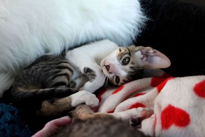 Cornish rex kitten 